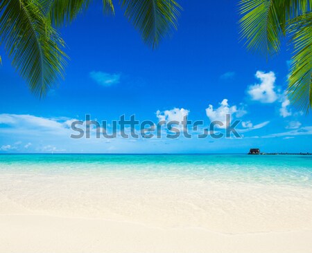 Plage plage tropicale palmiers bleu nature [[stock_photo]] © Pakhnyushchyy