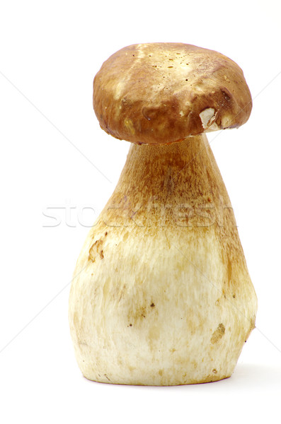 Cogumelos boletos branco floresta cair vegetal Foto stock © Pakhnyushchyy