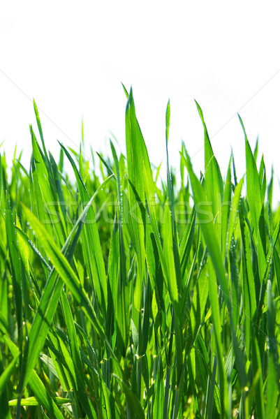  green lawn  Stock photo © Pakhnyushchyy