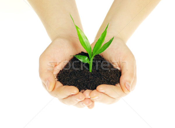 Stock photo: plant in hands 