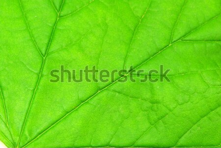 Struktúra levél természetes absztrakt élet növény Stock fotó © Pakhnyushchyy