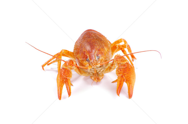  crayfish  Stock photo © Pakhnyushchyy