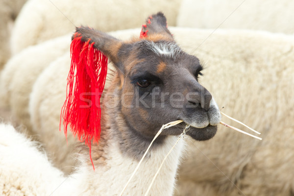 lamas in Andes,Mountains, Peru Stock photo © Pakhnyushchyy
