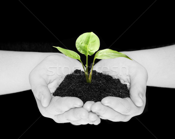 Kezek növény izolált fekete kéz Föld Stock fotó © Pakhnyushchyy