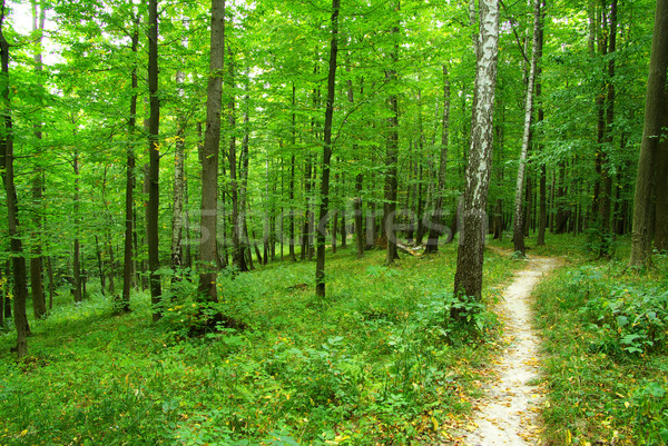  green forest Stock photo © Pakhnyushchyy