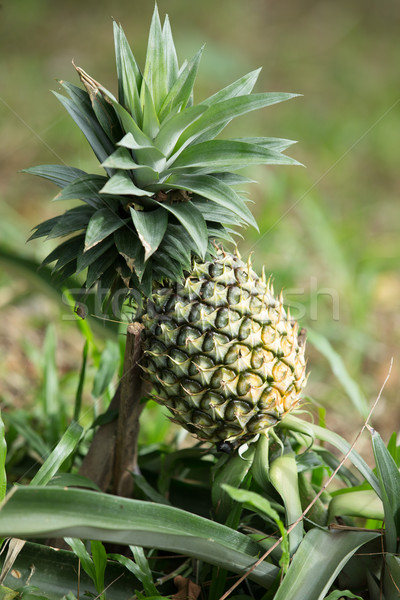 pineapple Stock photo © Pakhnyushchyy