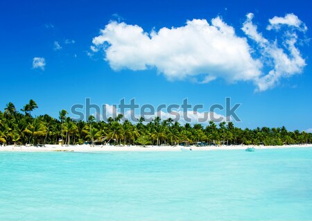 Foto d'archivio: Spiaggia · tropicale · pochi · palme · blu · spiaggia · natura