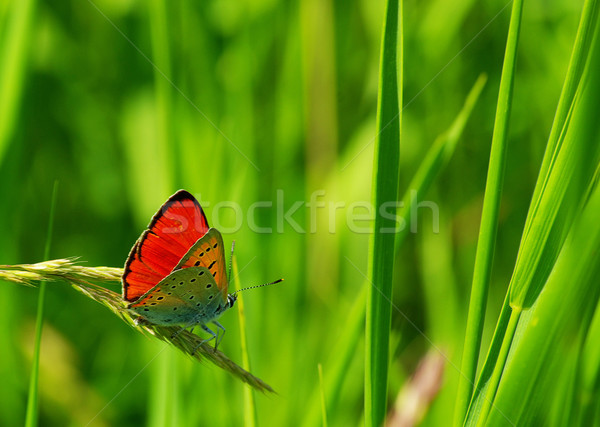  butterfly  Stock photo © Pakhnyushchyy