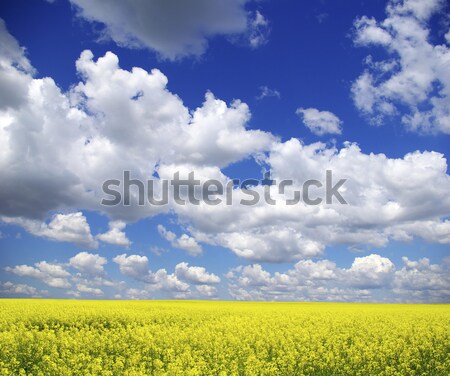 Viol domaine nuages ciel été vert Photo stock © Pakhnyushchyy