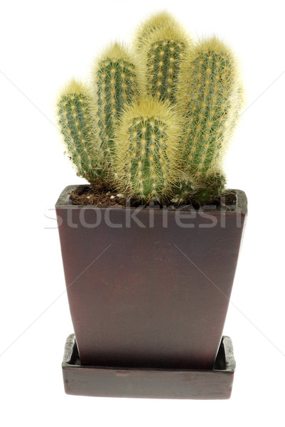 Cactus izolat alb deşert verde medicină Imagine de stoc © Pakhnyushchyy