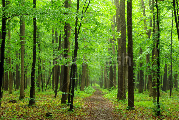  green forest Stock photo © Pakhnyushchyy