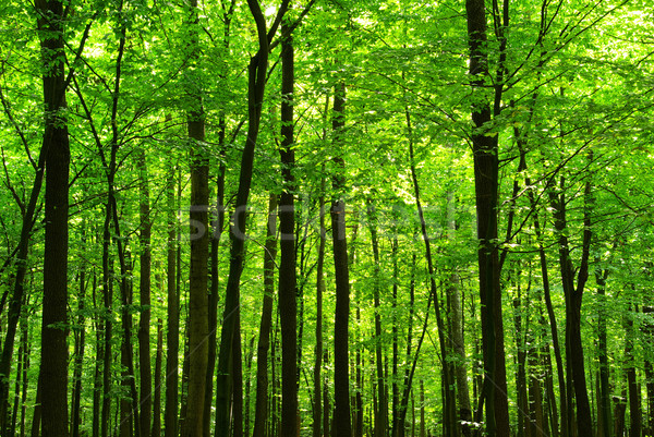 Foto stock: Floresta · empolgante · ver · sol · nebuloso · dia