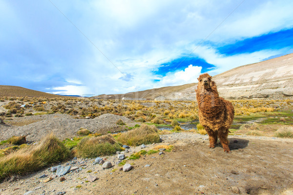 lamas in Andes,Mountains, Peru Stock photo © Pakhnyushchyy