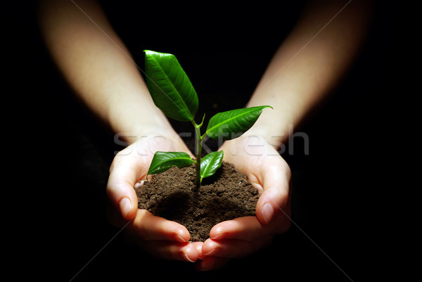 Roślin gleby ręce czarny strony Zdjęcia stock © Pakhnyushchyy