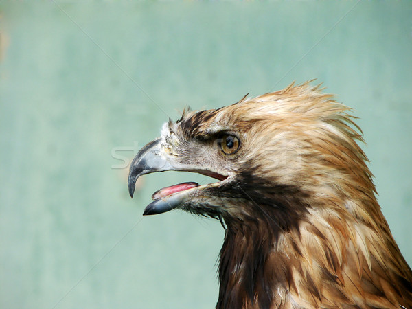  eagle Stock photo © Pakhnyushchyy