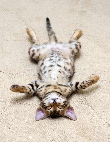  kitten sleeps  Stock photo © Pakhnyushchyy