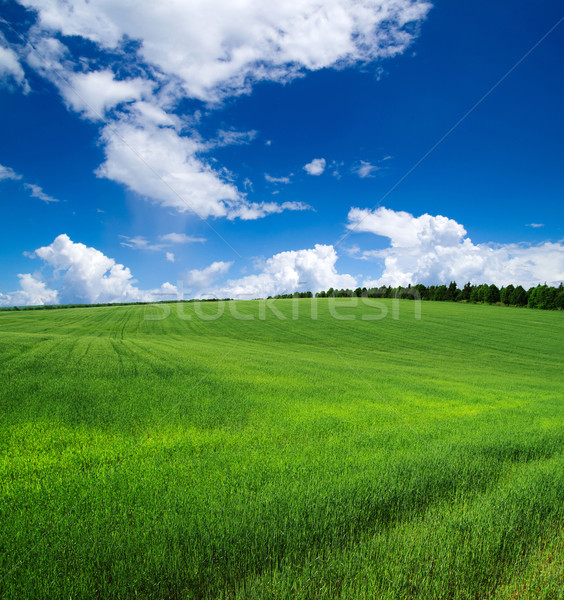 Vert domaine ciel bleu ciel herbe nature [[stock_photo]] © Pakhnyushchyy