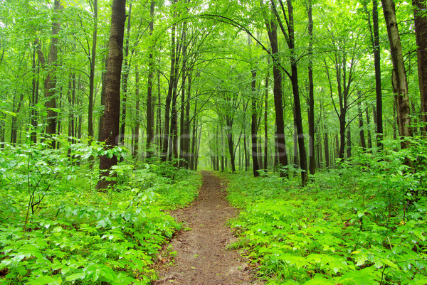 green forest Stock photo © Pakhnyushchyy