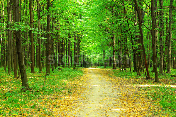 green forest Stock photo © Pakhnyushchyy