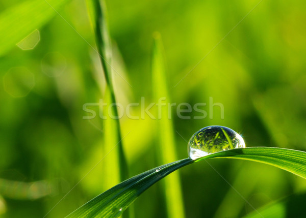 drop on  grass  Stock photo © Pakhnyushchyy