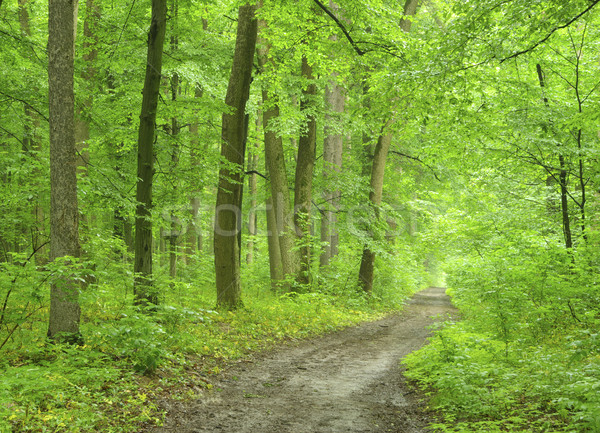 森林 パス 緑 光 夏 日の出 ストックフォト © Pakhnyushchyy