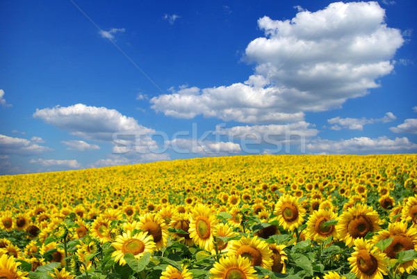 Foto stock: Girasol · campo · nublado · cielo · azul · flor · granja