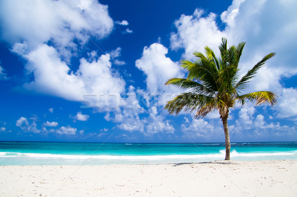 Foto stock: Playa · tropical · palmeras · playa · agua · sol · paisaje