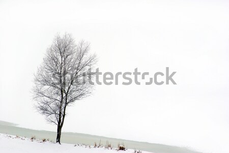 Boom veld mistig winter dag bos Stockfoto © Pakhnyushchyy