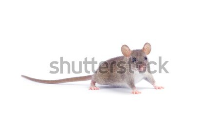 Rat isolé blanche nez animaux de compagnie fourrures Photo stock © Pakhnyushchyy