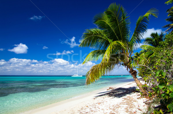 Foto stock: Tropical · mar · belo · praia · água · árvore