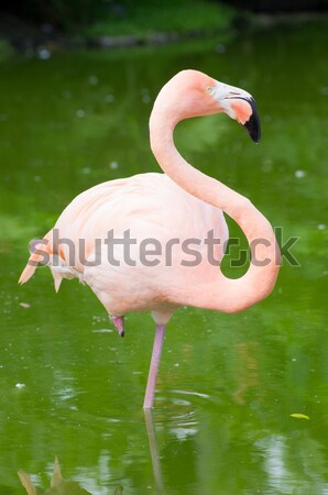  flamingos  Stock photo © Pakhnyushchyy