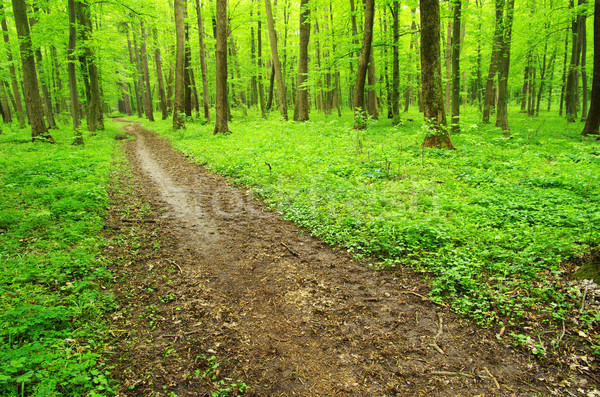  green forest Stock photo © Pakhnyushchyy