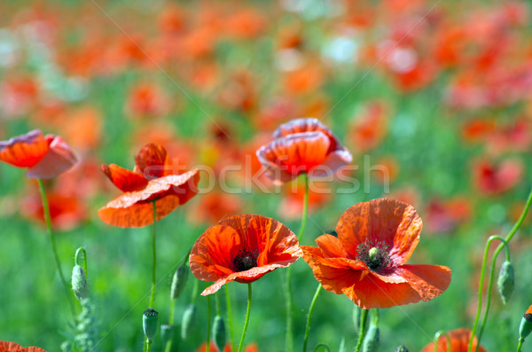 Roşu mac cereale câmp iarbă Imagine de stoc © Pakhnyushchyy