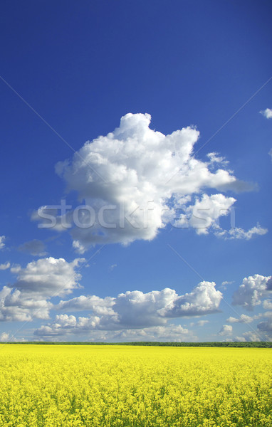 Viol domaine nuages ciel été vert Photo stock © Pakhnyushchyy