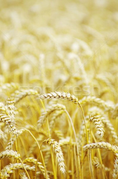 Foto stock: Trigo · dourado · campo · de · trigo · verão · natureza · pão