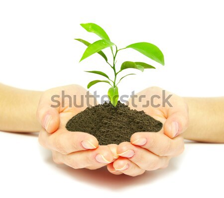 Planta manos árbol joven suelo blanco Foto stock © Pakhnyushchyy