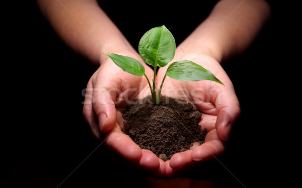 Növény kezek tart facsemete föld kéz Stock fotó © Pakhnyushchyy