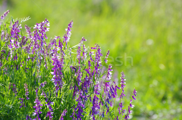  spring flower  Stock photo © Pakhnyushchyy