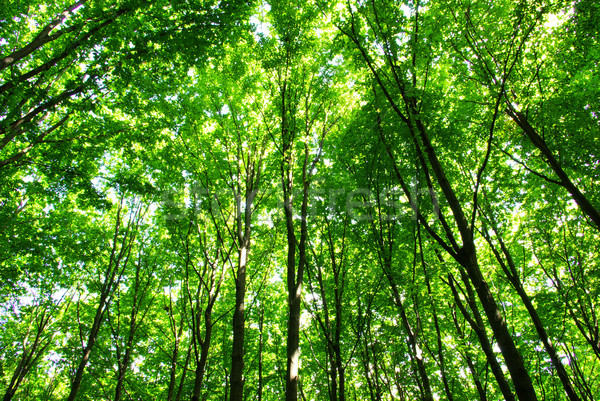 Verde floresta empolgante ver sol nebuloso Foto stock © Pakhnyushchyy