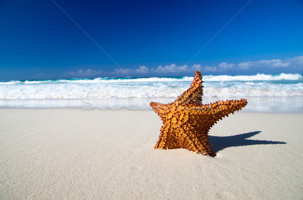 Сток-фото: Starfish · пляж · Карибы · песок · красоту · оранжевый