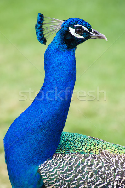 [[stock_photo]]: Paon · vert · fond · danse · oiseau · modèle