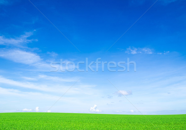 Câmp Blue Sky primăvară iarbă verde nor Imagine de stoc © Pakhnyushchyy