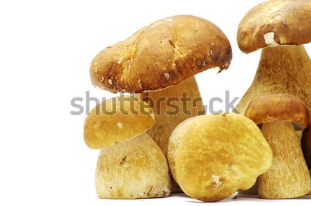  mushrooms  Stock photo © Pakhnyushchyy