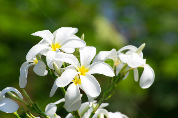 white plumeria flowers  Stock photo © Pakhnyushchyy