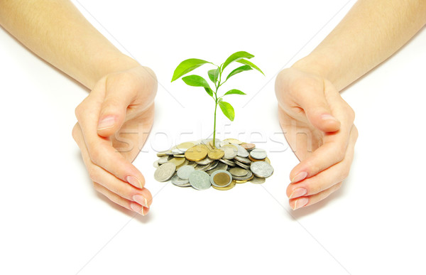 plant Stock photo © Pakhnyushchyy