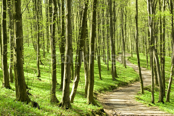 forest  path Stock photo © Pakhnyushchyy