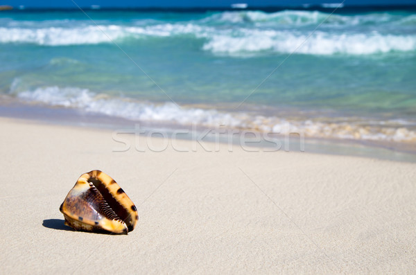 Concha praia oceano céu areia relaxar Foto stock © Pakhnyushchyy