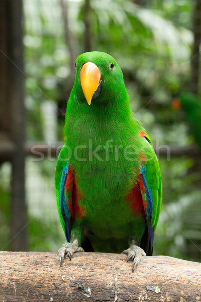 parrot bird  Stock photo © Pakhnyushchyy