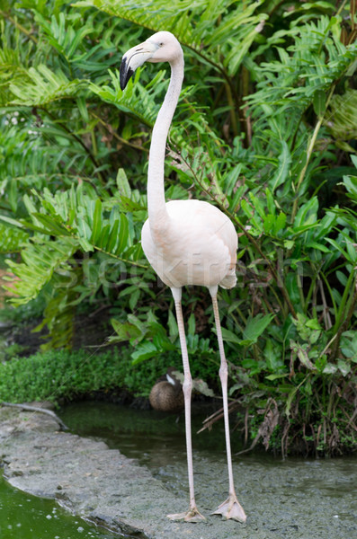  flamingos  Stock photo © Pakhnyushchyy