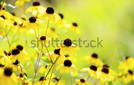 Foto stock: Flores · campo · resumen · flores · amarillas · primavera · verano